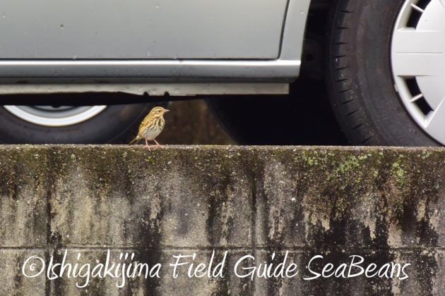 10-28%e5%ba%83%e5%b3%b6%e7%9c%8c%e3%83%90%e3%83%bc%e3%83%89%e3%82%a6%e3%82%aa%e3%83%83%e3%83%81%e3%83%b3%e3%82%b0%ef%bc%86%e9%87%8e%e9%b3%a5%e8%a6%b3%e5%af%9f3