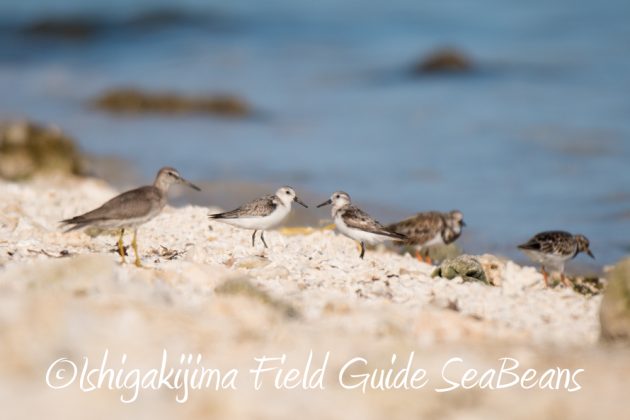 10%e6%9c%8825%e6%97%a5%e7%9f%b3%e5%9e%a3%e5%b3%b6%e3%83%90%e3%83%bc%e3%83%89%e3%82%a6%e3%82%aa%e3%83%83%e3%83%81%e3%83%b3%e3%82%b0%ef%bc%86%e9%87%8e%e9%b3%a5%e6%92%ae%e5%bd%b14