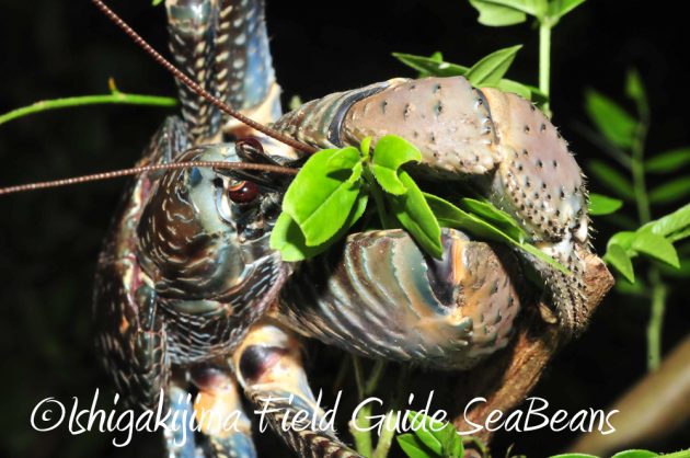 10%e6%9c%8830%e6%97%a5%e7%9f%b3%e5%9e%a3%e5%b3%b6%e3%83%8a%e3%82%a4%e3%83%88%e3%83%84%e3%82%a2%e3%83%bc8