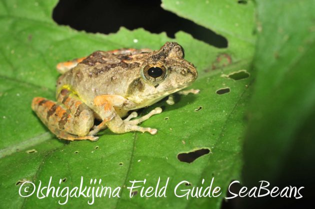 10%e6%9c%8820%e6%97%a5%e3%83%8a%e3%82%a4%e3%83%88%e3%83%84%e3%82%a2%e3%83%bc%e7%9f%b3%e5%9e%a3%e5%b3%b611