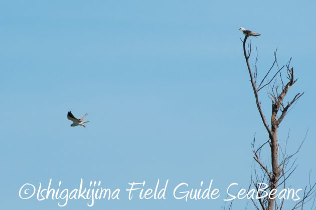 10-2%e7%9f%b3%e5%9e%a3%e5%b3%b6%e3%83%90%e3%83%bc%e3%83%89%e3%82%a6%e3%82%aa%e3%83%83%e3%83%81%e3%83%b3%e3%82%b0%ef%bc%86%e9%87%8e%e9%b3%a5%e6%92%ae%e5%bd%b1%e3%82%ac%e3%82%a4%e3%83%8916