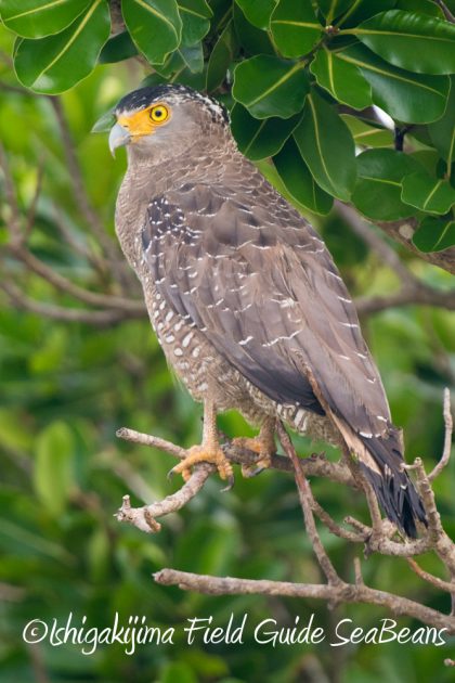 10%e6%9c%889%e6%97%a5%e7%9f%b3%e5%9e%a3%e5%b3%b6%e3%83%90%e3%83%bc%e3%83%89%e3%82%a6%e3%82%aa%e3%83%83%e3%83%81%e3%83%b3%e3%82%b0%ef%bc%86%e9%87%8e%e9%b3%a5%e8%a6%b3%e5%af%9f%e3%82%ac%e3%82%a4