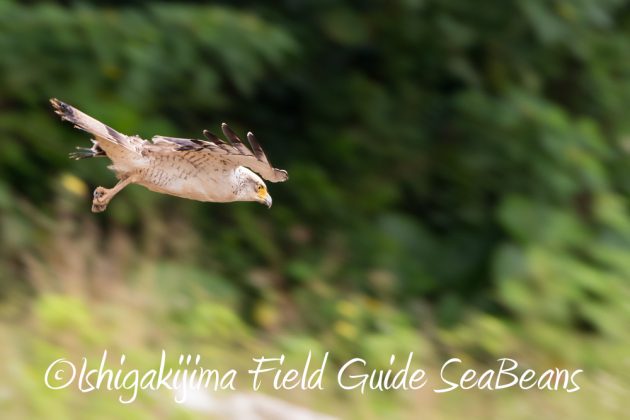 10%e6%9c%8816%e6%97%a5%e7%9f%b3%e5%9e%a3%e5%b3%b6%e9%87%8e%e9%b3%a5%e6%92%ae%e5%bd%b1%e3%82%ac%e3%82%a4%e3%83%8912