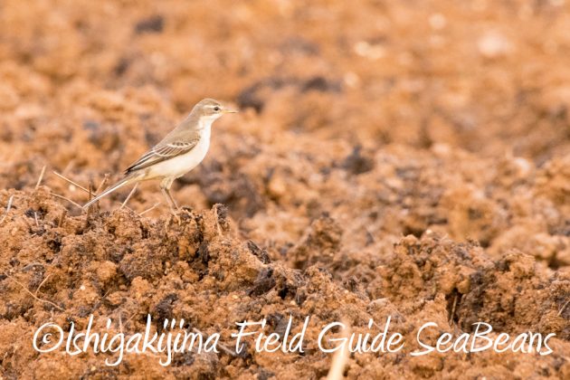 10%e6%9c%8817%e6%97%a5%e7%9f%b3%e5%9e%a3%e5%b3%b6%e3%83%90%e3%83%bc%e3%83%89%e3%82%a6%e3%82%aa%e3%83%83%e3%83%81%e3%83%b3%e3%82%b0%e3%82%ac%e3%82%a4%e3%83%895