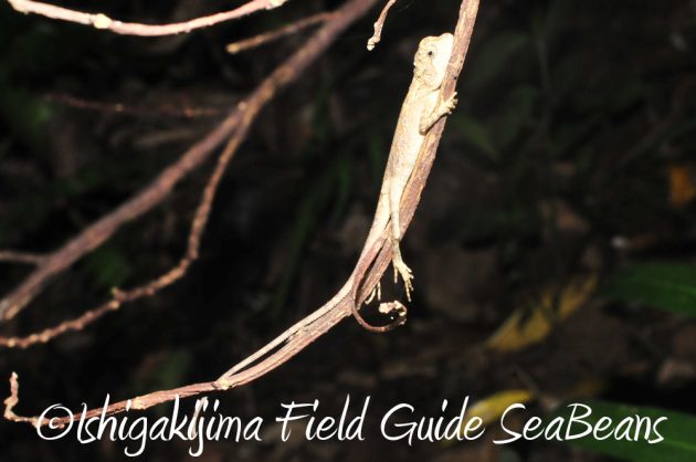 10%e6%9c%8820%e6%97%a5%e3%83%8a%e3%82%a4%e3%83%88%e3%83%84%e3%82%a2%e3%83%bc%e7%9f%b3%e5%9e%a3%e5%b3%b613