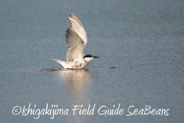 10%e6%9c%8816%e6%97%a5%e7%9f%b3%e5%9e%a3%e5%b3%b6%e9%87%8e%e9%b3%a5%e6%92%ae%e5%bd%b1%e3%82%ac%e3%82%a4%e3%83%8923