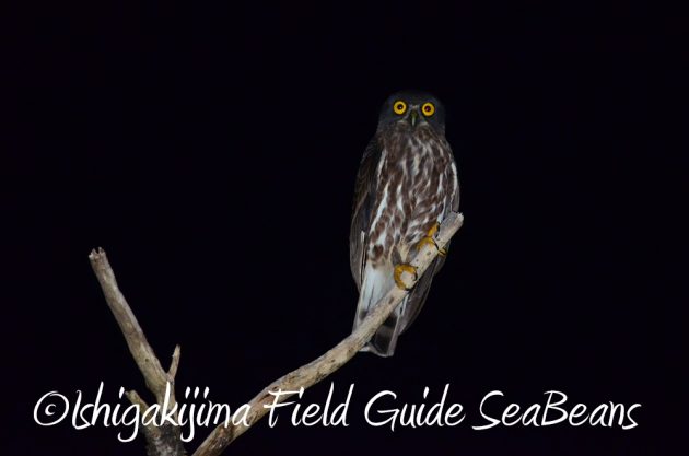 10%e6%9c%881%e6%97%a5%e7%9f%b3%e5%9e%a3%e5%b3%b6%e3%83%8a%e3%82%a4%e3%83%88%e3%83%84%e3%82%a2%e3%83%bc16