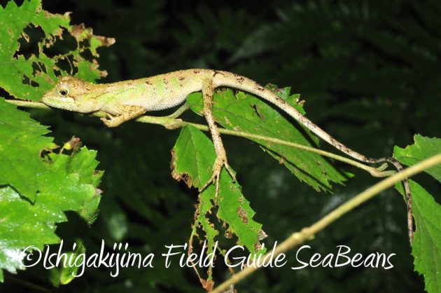 10%e6%9c%886%e6%97%a5%e7%9f%b3%e5%9e%a3%e5%b3%b6%e3%83%8a%e3%82%a4%e3%83%88%e3%83%84%e3%82%a2%e3%83%bc11