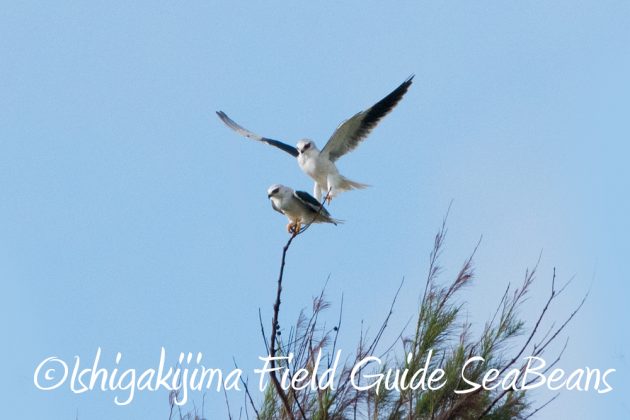 10%e6%9c%8819%e6%97%a5%e3%83%90%e3%83%bc%e3%83%89%e3%82%a6%e3%82%aa%e3%83%83%e3%83%81%e3%83%b3%e3%82%b0%ef%bc%86%e9%87%8e%e9%b3%a5%e6%92%ae%e5%bd%b1%e3%82%ac%e3%82%a4%e3%83%8912