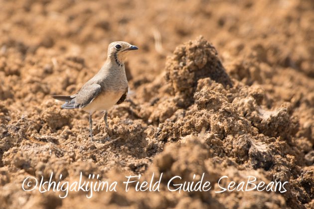 10%e6%9c%8813%e6%97%a5%e7%9f%b3%e5%9e%a3%e5%b3%b6%e3%83%90%e3%83%bc%e3%83%89%e3%82%a6%e3%82%aa%e3%83%83%e3%83%81%e3%83%b3%e3%82%b0%e3%82%ac%e3%82%a4%e3%83%896