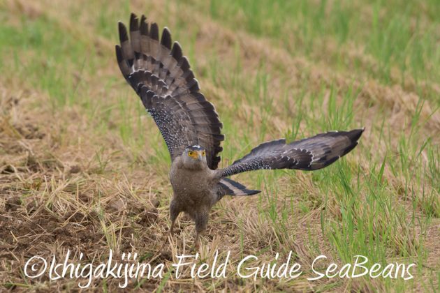 10%e6%9c%8823%e6%97%a5%e7%9f%b3%e5%9e%a3%e5%b3%b6%e3%83%90%e3%83%bc%e3%83%89%e3%82%a6%e3%82%aa%e3%83%83%e3%83%81%e3%83%b3%e3%82%b0%ef%bc%86%e9%87%8e%e9%b3%a5%e6%92%ae%e5%bd%b1%e3%82%ac%e3%82%a4