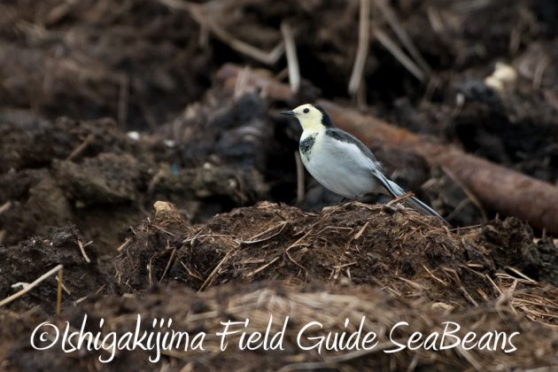 10%e6%9c%888%e6%97%a5%e7%9f%b3%e5%9e%a3%e5%b3%b6%e3%83%90%e3%83%bc%e3%83%89%e3%82%a6%e3%82%aa%e3%83%83%e3%83%81%e3%83%b3%e3%82%b0%ef%bc%86%e9%87%8e%e9%b3%a5%e6%92%ae%e5%bd%b1%e3%82%ac%e3%82%a4