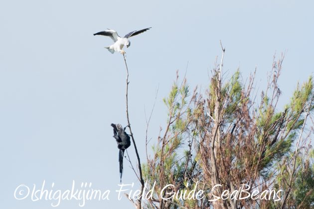 10%e6%9c%8816%e6%97%a5%e7%9f%b3%e5%9e%a3%e5%b3%b6%e9%87%8e%e9%b3%a5%e6%92%ae%e5%bd%b1%e3%82%ac%e3%82%a4%e3%83%894