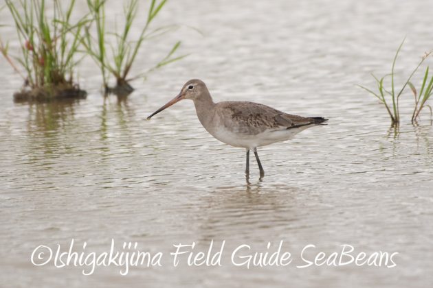 10%e6%9c%8813%e6%97%a5%e7%9f%b3%e5%9e%a3%e5%b3%b6%e3%83%90%e3%83%bc%e3%83%89%e3%82%a6%e3%82%aa%e3%83%83%e3%83%81%e3%83%b3%e3%82%b0%e3%82%ac%e3%82%a4%e3%83%8915