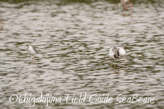 10%e6%9c%8823%e6%97%a5%e7%9f%b3%e5%9e%a3%e5%b3%b6%e3%83%90%e3%83%bc%e3%83%89%e3%82%a6%e3%82%aa%e3%83%83%e3%83%81%e3%83%b3%e3%82%b0%ef%bc%86%e9%87%8e%e9%b3%a5%e6%92%ae%e5%bd%b1%e3%82%ac%e3%82%a4