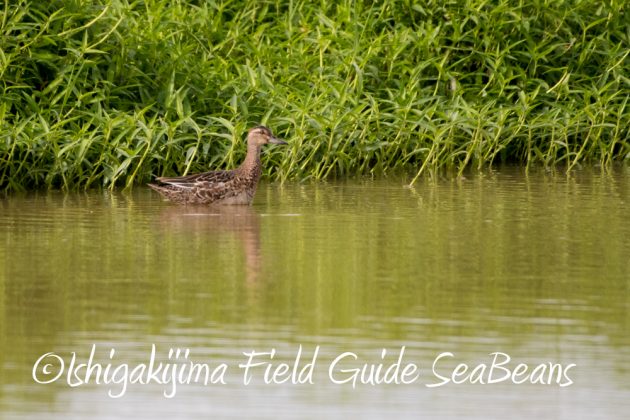 10%e6%9c%8811%e6%97%a5%e7%9f%b3%e5%9e%a3%e5%b3%b6%e3%83%90%e3%83%bc%e3%83%89%e3%82%a6%e3%82%aa%e3%83%83%e3%83%81%e3%83%b3%e3%82%b0%e3%82%ac%e3%82%a4%e3%83%894