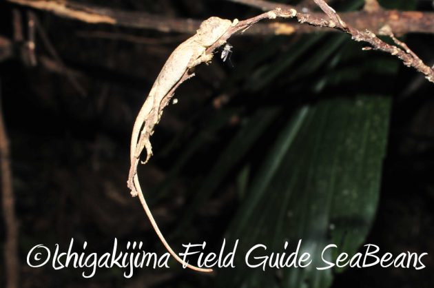 10%e6%9c%882%e6%97%a5%e7%9f%b3%e5%9e%a3%e5%b3%b6%e3%83%8a%e3%82%a4%e3%83%88%e3%83%84%e3%82%a2%e3%83%bc7