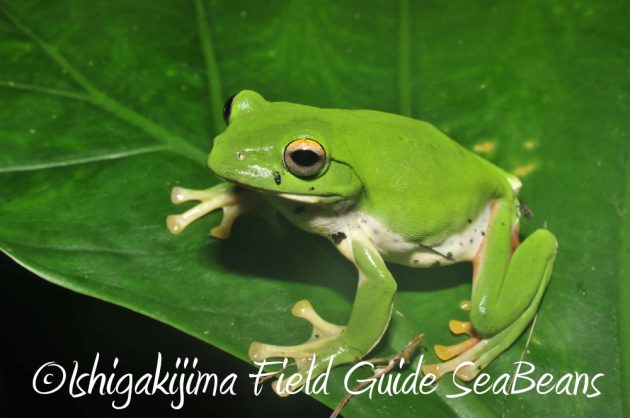 10%e6%9c%881%e6%97%a5%e7%9f%b3%e5%9e%a3%e5%b3%b6%e3%83%8a%e3%82%a4%e3%83%88%e3%83%84%e3%82%a2%e3%83%bc11