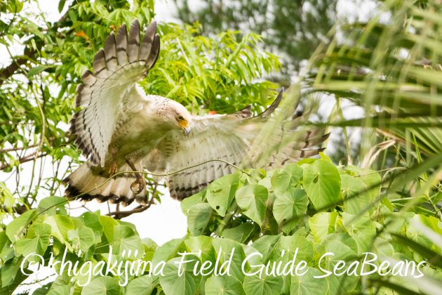 10%e6%9c%8821%e6%97%a5%e7%9f%b3%e5%9e%a3%e5%b3%b6%e3%83%90%e3%83%bc%e3%83%89%e3%82%a6%e3%82%aa%e3%83%83%e3%83%81%e3%83%b3%e3%82%b0%ef%bc%86%e9%87%8e%e9%b3%a5%e6%92%ae%e5%bd%b1%e3%82%ac%e3%82%a4