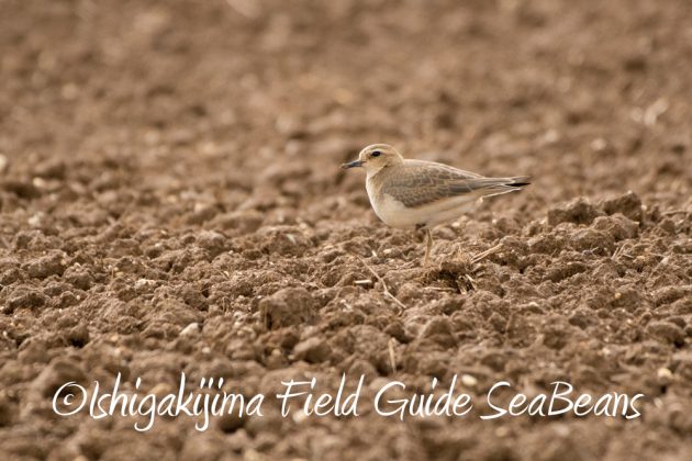 10%e6%9c%889%e6%97%a5%e7%9f%b3%e5%9e%a3%e5%b3%b6%e3%83%90%e3%83%bc%e3%83%89%e3%82%a6%e3%82%aa%e3%83%83%e3%83%81%e3%83%b3%e3%82%b0%ef%bc%86%e9%87%8e%e9%b3%a5%e8%a6%b3%e5%af%9f%e3%82%ac%e3%82%a4