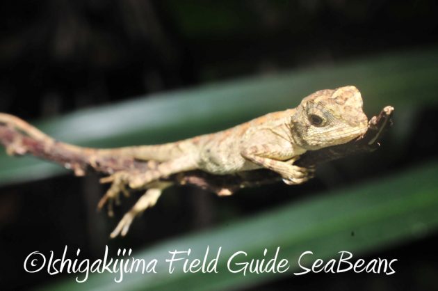 10%e6%9c%888%e6%97%a5%e7%9f%b3%e5%9e%a3%e5%b3%b6%e3%83%8a%e3%82%a4%e3%83%88%e3%83%84%e3%82%a2%e3%83%bc10