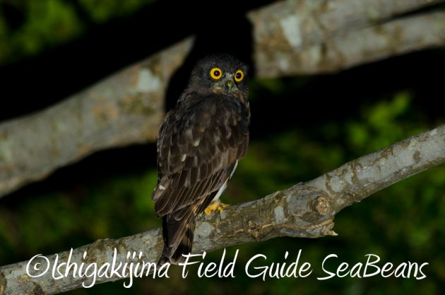 10%e6%9c%8830%e6%97%a5%e7%9f%b3%e5%9e%a3%e5%b3%b6%e3%83%8a%e3%82%a4%e3%83%88%e3%83%84%e3%82%a2%e3%83%bc2