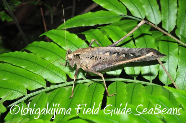 10%e6%9c%882%e6%97%a5%e7%9f%b3%e5%9e%a3%e5%b3%b6%e3%83%8a%e3%82%a4%e3%83%88%e3%83%84%e3%82%a2%e3%83%bc17