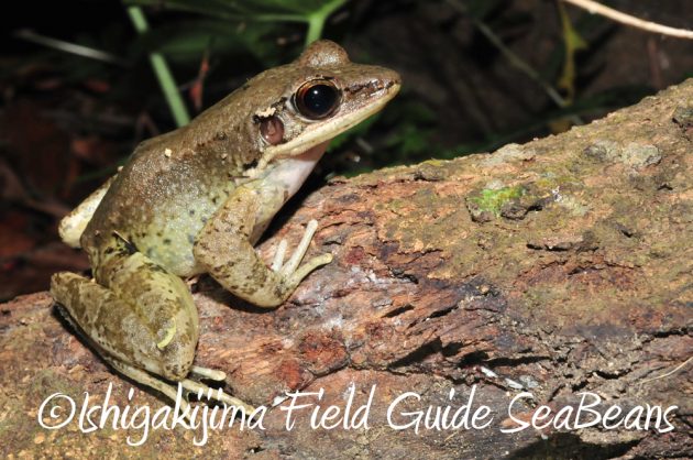 10%e6%9c%8822%e6%97%a5%e7%9f%b3%e5%9e%a3%e5%b3%b6%e3%83%8a%e3%82%a4%e3%83%88%e3%83%84%e3%82%a2%e3%83%bc6