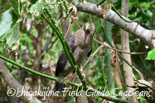 10%e6%9c%8814%e6%97%a5%e7%9f%b3%e5%9e%a3%e5%b3%b6%e3%83%90%e3%83%bc%e3%83%89%e3%82%a6%e3%82%aa%e3%83%83%e3%83%81%e3%83%b3%e3%82%b0%ef%bc%86%e9%87%8e%e9%b3%a5%e6%92%ae%e5%bd%b1%e3%82%ac%e3%82%a4