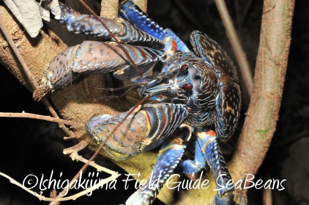 10%e6%9c%888%e6%97%a5%e7%9f%b3%e5%9e%a3%e5%b3%b6%e3%83%8a%e3%82%a4%e3%83%88%e3%83%84%e3%82%a2%e3%83%bc12