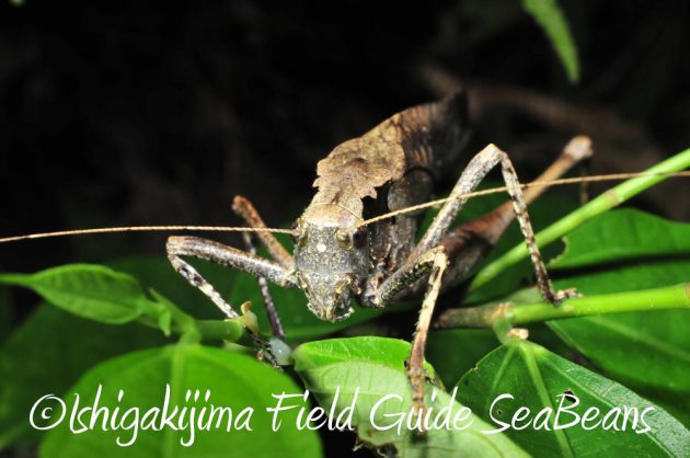 10%e6%9c%8822%e6%97%a5%e7%9f%b3%e5%9e%a3%e5%b3%b6%e3%83%8a%e3%82%a4%e3%83%88%e3%83%84%e3%82%a2%e3%83%bc9