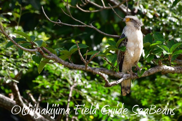 10%e6%9c%8819%e6%97%a5%e3%83%90%e3%83%bc%e3%83%89%e3%82%a6%e3%82%aa%e3%83%83%e3%83%81%e3%83%b3%e3%82%b0%ef%bc%86%e9%87%8e%e9%b3%a5%e6%92%ae%e5%bd%b1%e3%82%ac%e3%82%a4%e3%83%8919