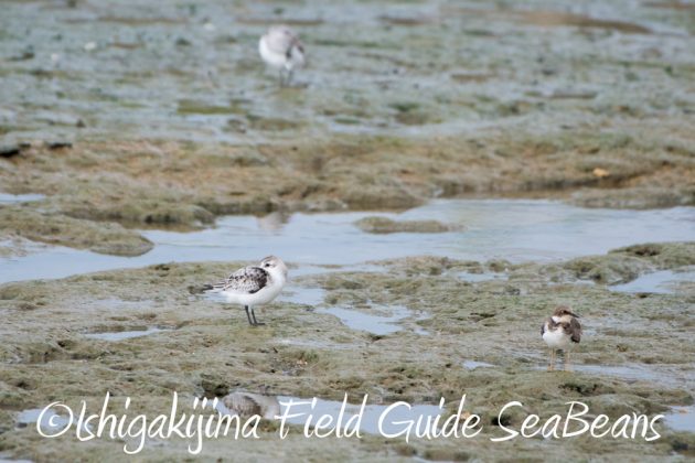 10%e6%9c%887%e6%97%a5%e7%9f%b3%e5%9e%a3%e5%b3%b6%e3%83%90%e3%83%bc%e3%83%89%e3%82%a6%e3%82%aa%e3%83%83%e3%83%81%e3%83%b3%e3%82%b0%ef%bc%86%e9%87%8e%e9%b3%a5%e6%92%ae%e5%bd%b1%e3%82%ac%e3%82%a4