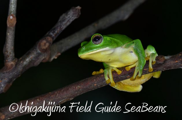 10%e6%9c%8822%e6%97%a5%e7%9f%b3%e5%9e%a3%e5%b3%b6%e3%83%8a%e3%82%a4%e3%83%88%e3%83%84%e3%82%a2%e3%83%bc13