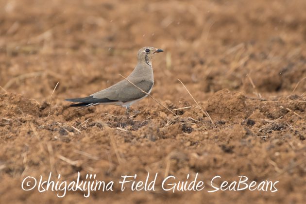 10%e6%9c%8815%e6%97%a5%e7%9f%b3%e5%9e%a3%e5%b3%b6%e3%83%90%e3%83%bc%e3%83%89%e3%82%a6%e3%82%aa%e3%83%83%e3%83%81%e3%83%b3%e3%82%b0%ef%bc%86%e9%87%8e%e9%b3%a5%e6%92%ae%e5%bd%b1%e3%82%ac%e3%82%a4