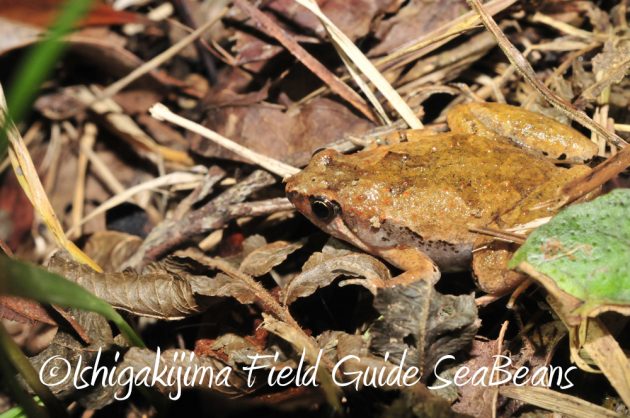 10%e6%9c%8830%e6%97%a5%e7%9f%b3%e5%9e%a3%e5%b3%b6%e3%83%8a%e3%82%a4%e3%83%88%e3%83%84%e3%82%a2%e3%83%bc4