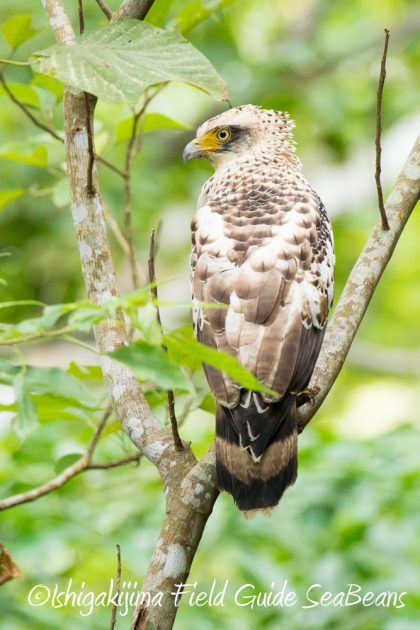 10%e6%9c%8821%e6%97%a5%e7%9f%b3%e5%9e%a3%e5%b3%b6%e3%83%90%e3%83%bc%e3%83%89%e3%82%a6%e3%82%aa%e3%83%83%e3%83%81%e3%83%b3%e3%82%b0%ef%bc%86%e9%87%8e%e9%b3%a5%e6%92%ae%e5%bd%b1%e3%82%ac%e3%82%a4