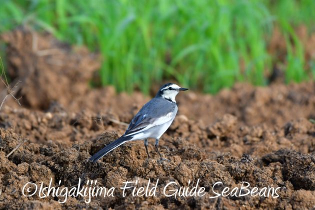 10%e6%9c%8827%e6%97%a5%e7%9f%b3%e5%9e%a3%e5%b3%b6%e3%83%90%e3%83%bc%e3%83%89%e3%82%a6%e3%82%aa%e3%83%83%e3%83%81%e3%83%b3%e3%82%b0%ef%bc%86%e9%87%8e%e9%b3%a5%e6%92%ae%e5%bd%b14