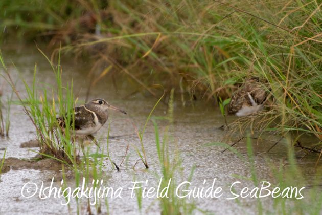 10%e6%9c%886%e6%97%a5%e7%9f%b3%e5%9e%a3%e5%b3%b6%e3%83%90%e3%83%bc%e3%83%89%e3%82%a6%e3%82%aa%e3%83%83%e3%83%81%e3%83%b3%e3%82%b0%ef%bc%86%e9%87%8e%e9%b3%a5%e6%92%ae%e5%bd%b1%e3%82%ac%e3%82%a4