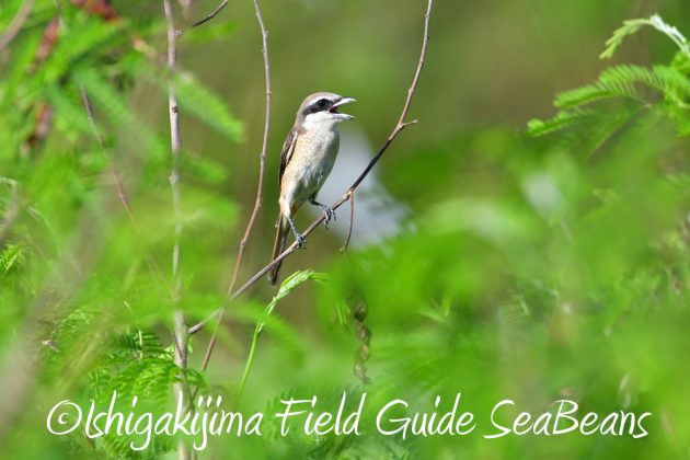 10%e6%9c%8827%e6%97%a5%e7%9f%b3%e5%9e%a3%e5%b3%b6%e3%83%90%e3%83%bc%e3%83%89%e3%82%a6%e3%82%aa%e3%83%83%e3%83%81%e3%83%b3%e3%82%b0%ef%bc%86%e9%87%8e%e9%b3%a5%e6%92%ae%e5%bd%b17