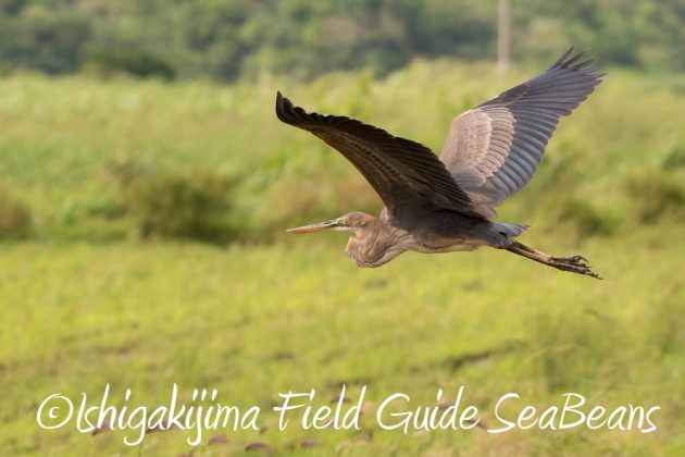 10%e6%9c%8821%e6%97%a5%e7%9f%b3%e5%9e%a3%e5%b3%b6%e3%83%90%e3%83%bc%e3%83%89%e3%82%a6%e3%82%aa%e3%83%83%e3%83%81%e3%83%b3%e3%82%b0%ef%bc%86%e9%87%8e%e9%b3%a5%e6%92%ae%e5%bd%b1%e3%82%ac%e3%82%a4