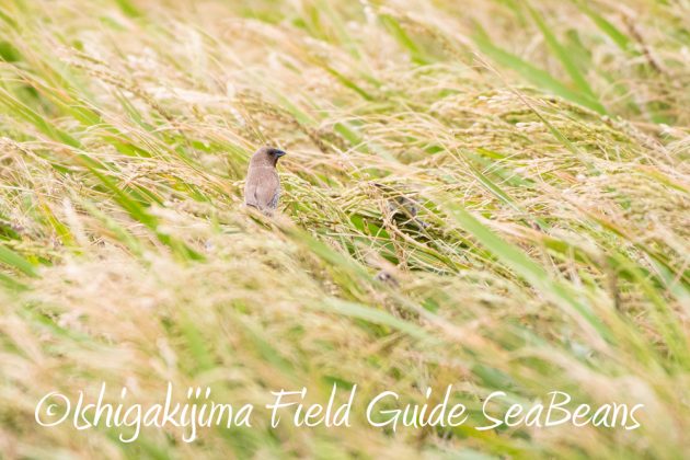 10%e6%9c%883%e6%97%a5%e7%9f%b3%e5%9e%a3%e5%b3%b6%e3%83%90%e3%83%bc%e3%83%89%e3%82%a6%e3%82%aa%e3%83%83%e3%83%81%e3%83%b3%e3%82%b0%ef%bc%86%e9%87%8e%e9%b3%a5%e6%92%ae%e5%bd%b1%e3%82%ac%e3%82%a4