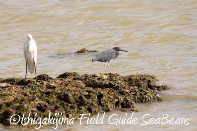 10%e6%9c%8822%e6%97%a5%e7%9f%b3%e5%9e%a3%e5%b3%b6%e3%83%90%e3%83%bc%e3%83%89%e3%82%a6%e3%82%aa%e3%83%83%e3%83%81%e3%83%b3%e3%82%b0%ef%bc%86%e9%87%8e%e9%b3%a5%e6%92%ae%e5%bd%b1%e3%82%ac%e3%82%a4