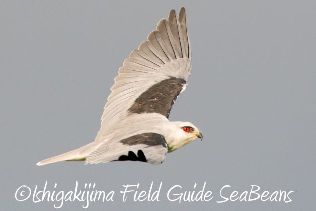 10%e6%9c%8817%e6%97%a5%e3%83%90%e3%83%bc%e3%83%89%e3%82%a6%e3%82%aa%e3%83%83%e3%83%81%e3%83%b3%e3%82%b0%ef%bc%86%e9%87%8e%e9%b3%a5%e6%92%ae%e5%bd%b1%e3%82%ac%e3%82%a4%e3%83%8914