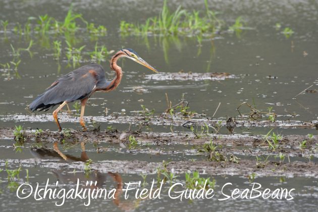 10%e6%9c%8821%e6%97%a5%e7%9f%b3%e5%9e%a3%e5%b3%b6%e3%83%90%e3%83%bc%e3%83%89%e3%82%a6%e3%82%aa%e3%83%83%e3%83%81%e3%83%b3%e3%82%b0%ef%bc%86%e9%87%8e%e9%b3%a5%e6%92%ae%e5%bd%b1%e3%82%ac%e3%82%a4