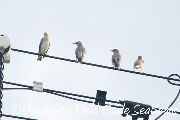 10%e6%9c%886%e6%97%a5%e7%9f%b3%e5%9e%a3%e5%b3%b6%e3%83%90%e3%83%bc%e3%83%89%e3%82%a6%e3%82%aa%e3%83%83%e3%83%81%e3%83%b3%e3%82%b0%ef%bc%86%e9%87%8e%e9%b3%a5%e6%92%ae%e5%bd%b1%e3%82%ac%e3%82%a4