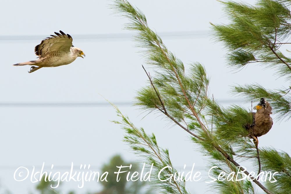 石垣島の野鳥と渡り鳥等！！バードウオッチング＆野鳥撮影。