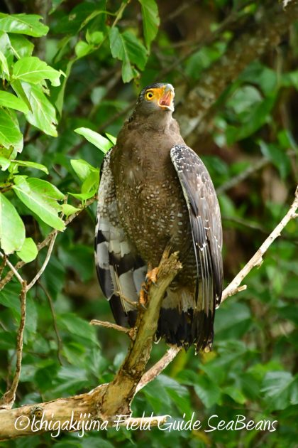 10%e6%9c%8817%e6%97%a5%e7%9f%b3%e5%9e%a3%e5%b3%b6%e3%83%90%e3%83%bc%e3%83%89%e3%82%a6%e3%82%aa%e3%83%83%e3%83%81%e3%83%b3%e3%82%b0%e3%82%ac%e3%82%a4%e3%83%898