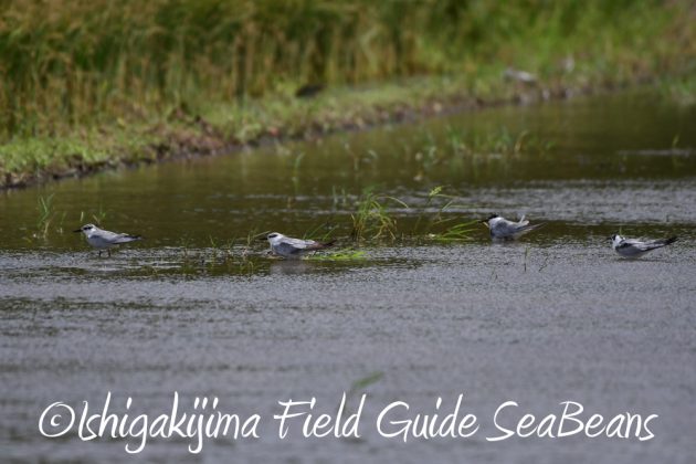 10%e6%9c%883%e6%97%a5%e7%9f%b3%e5%9e%a3%e5%b3%b6%e3%83%90%e3%83%bc%e3%83%89%e3%82%a6%e3%82%aa%e3%83%83%e3%83%81%e3%83%b3%e3%82%b0%ef%bc%86%e9%87%8e%e9%b3%a5%e6%92%ae%e5%bd%b1%e3%82%ac%e3%82%a4