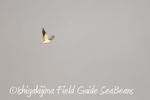 10%e6%9c%8820%e6%97%a5%e9%b3%a5%e7%8d%a3%e4%bf%9d%e8%ad%b7%e5%8c%ba%e5%9f%9f%e5%b7%a1%e5%9b%9e%e8%aa%bf%e6%9f%bb9